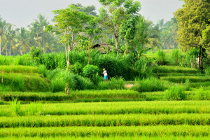 Rice fields outside our house.